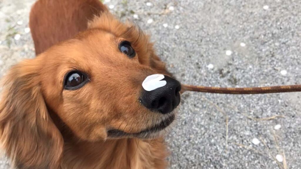 シニア犬健康管理完全ガイド