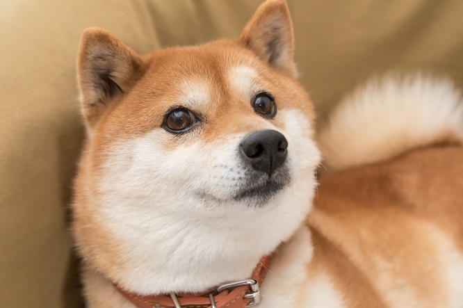 柴犬