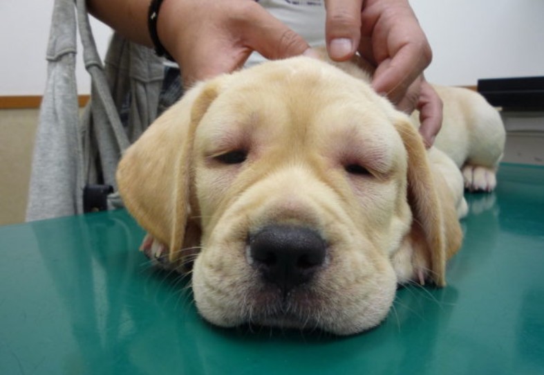 犬の食物アレルギー