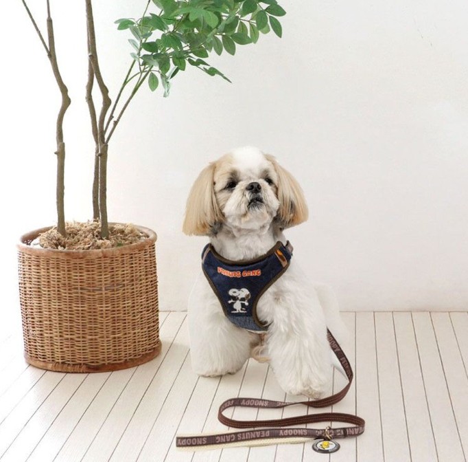 犬の首輪・ハーネス完全ガイド