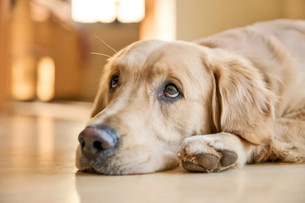 犬がかかりやすい病気