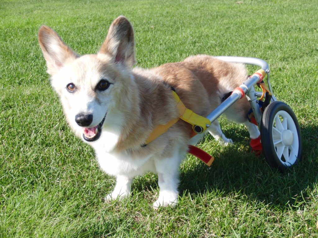 犬の関節トラブル完全ガイド