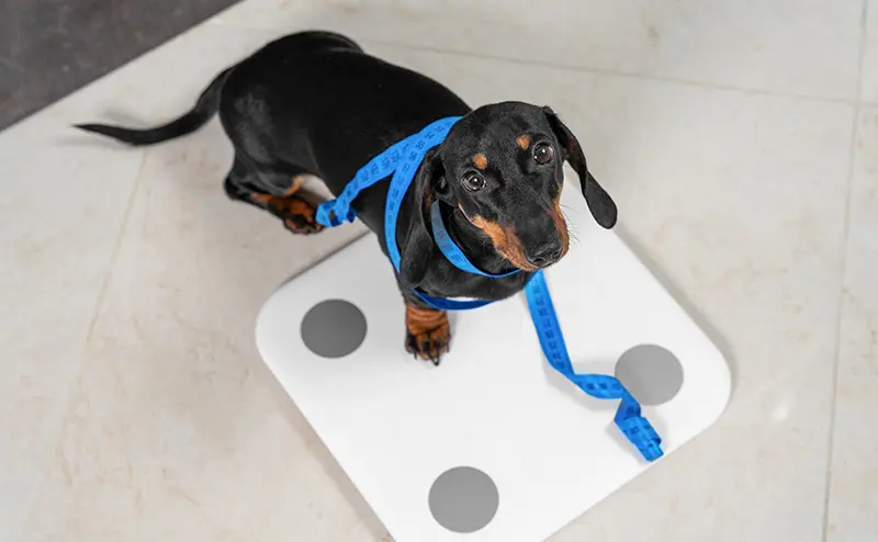 犬の糖尿病完全ガイド