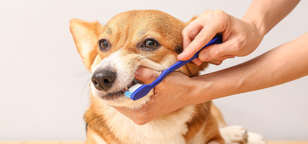 犬の歯周病・口臭完全ガイド