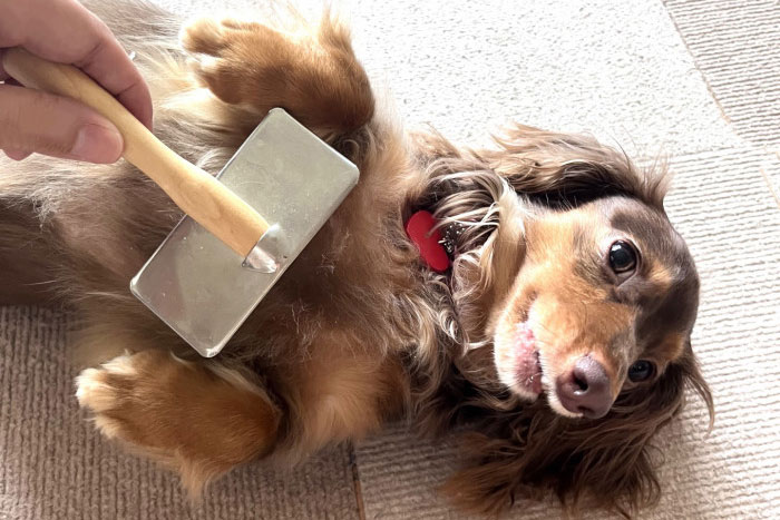 犬の皮膚病完全ガイド